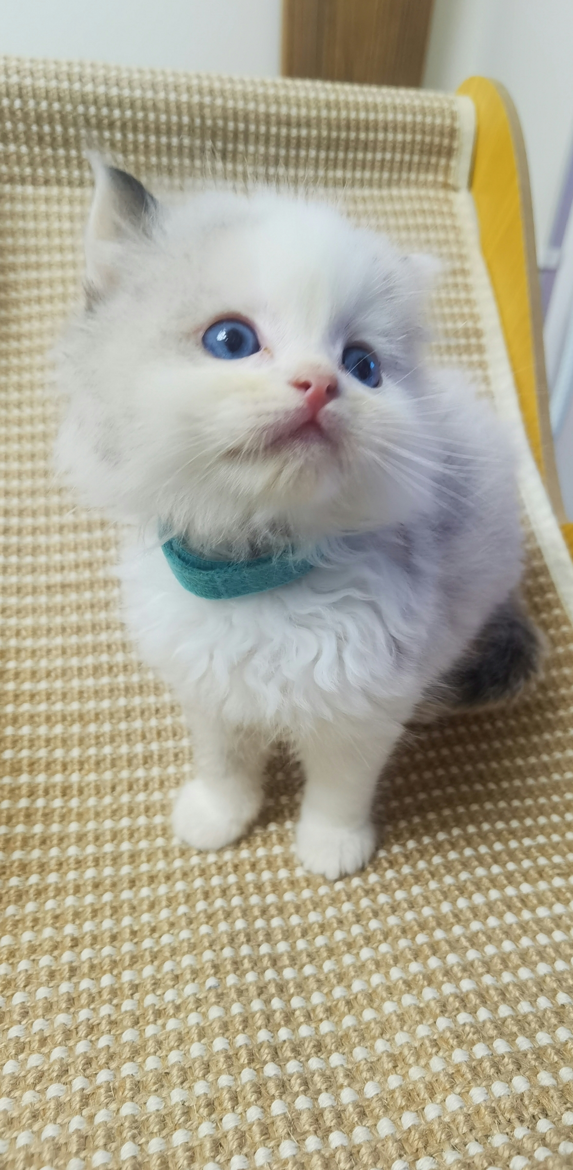 纯种布偶猫找有爱心家长
